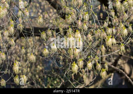 Boxelder Ahorn Frühlingsblumen Nahaufnahme selektiver Fokus Stockfoto