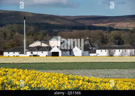 Feld der Narzissen vor der Fettercairn Distillery, Aberdeenshire, Schottland. Stockfoto