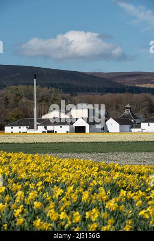 Feld der Narzissen vor der Fettercairn Distillery, Aberdeenshire, Schottland. Stockfoto