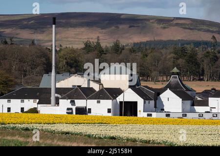 Feld der Narzissen vor der Fettercairn Distillery, Aberdeenshire, Schottland. Stockfoto