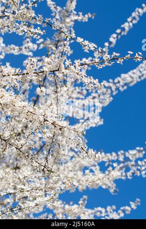 Weiß blühende Mirabelle Pflaumenbaum selektiver Fokus auf blauem Himmel Hintergrund Stockfoto