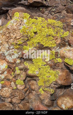 Grüne Flechten und Moos auf braunen Steinen. Vertikales Bild. Stockfoto