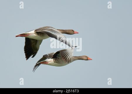 Ein Paar Graugänse im Schnellflug. Fliegen mit ausgebreiteten Flügeln. Unscharfer Hintergrund, Kopierbereich. Genus Anser anser. Stockfoto