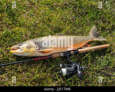 Große Fischtrophäe Arktischer Saibling oder Charr, Salvelinus alpinus liegt auf der grünen Vegetation neben der Fliegenfischerrute. Gefangen im Lappland See Stockfoto