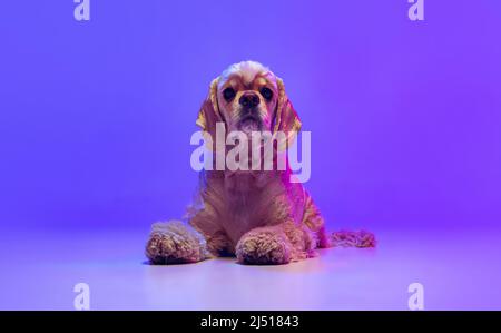 Porträt von goldenen Farbe reinrassigen Hund, Cocker Spaniel posiert isoliert auf lila Studio-Hintergrund in Neonlicht. Konzept der Bewegung, Haustiere lieben, Tier Stockfoto