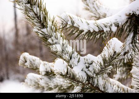 Baumzweig bedeckt von Frost und Schnee Stockfoto