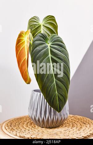 Tropische Zimmerpflanze 'Philodendron Melanochrysum' mit langen Samtblättern im Blumentopf auf dem Tisch Stockfoto