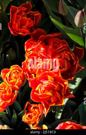 Gemischte bunte Tulpen in Blüte. Orange rot und gelb. Stockfoto