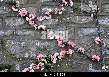 Chaenomeles Speciosa "Moerloosei" Stockfoto