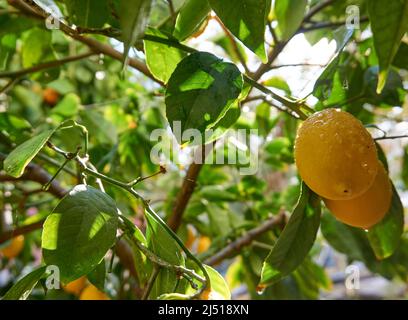 Frische und biologische Zitronen mit grünen Blättern Stockfoto
