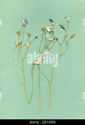 Altes Herbarium. Komposition aus gepressten und getrockneten graziösen Wiesenblumen auf grünem Papierhintergrund Stockfoto