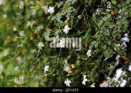 Nahaufnahme von weißen Jasminblüten, die im Frühjahr auf der Jasminrebe blühen, mit unscharfem Hintergrund Stockfoto