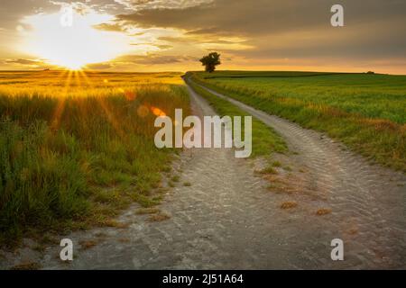 Beautiful rural landscape with sunset over the farmlands and long dirt road Stockfoto