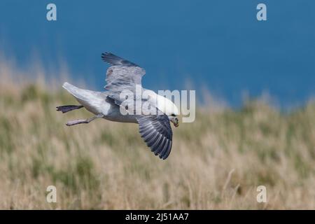 Fulmar im Flug, Fowlsheugh, Aberdeenshire, Schottland, Großbritannien Stockfoto