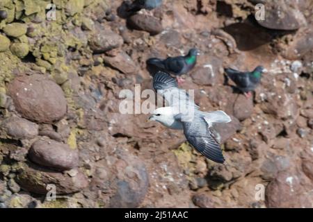 Fulmar im Flug, Fowlsheugh, Aberdeenshire, Schottland, Großbritannien Stockfoto