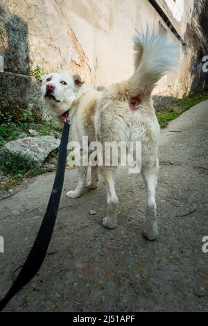 Ein weißer hirtenhund aus dem himalaya an der Leine. Stockfoto