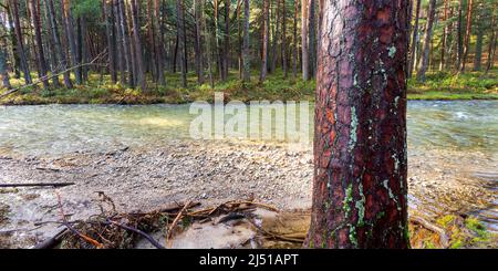 Eresma River, Scot Pine Forest, Guadarrama Nationalpark, Segovia, Kastilien und Leon, Spanien, Europa Stockfoto