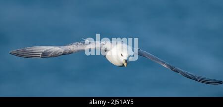 Fulmar (Fulmarus glacialis) im Flug, Fowlsheugh, Aberdeenshire, Schottland, Großbritannien Stockfoto