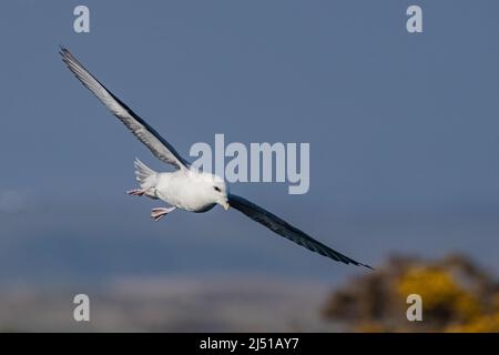 Fulmar (Fulmarus glacialis) im Flug, Fowlsheugh, Aberdeenshire, Schottland, Großbritannien Stockfoto