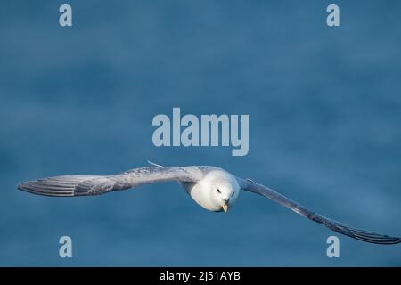 Fulmar (Fulmarus glacialis) im Flug, Fowlsheugh, Aberdeenshire, Schottland, Großbritannien Stockfoto