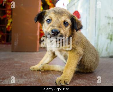 Kleiner niedlicher Hundewelpe, der in die Kamera schaut und in Indien sitzt. Stockfoto