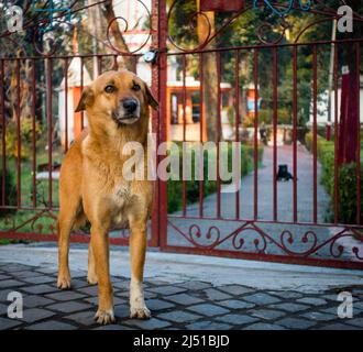 Ein weiß-brauner streunender Hund, der vor einer Metalltür in Indien steht. Stockfoto