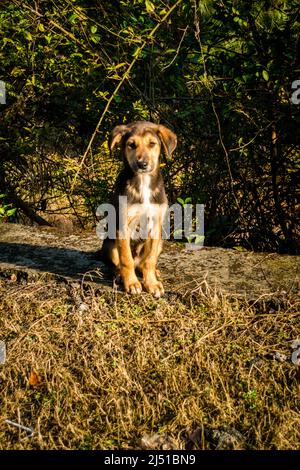 Kleiner niedlicher Hundewelpe, der in die Kamera schaut und in Indien sitzt. Stockfoto