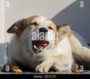 Nahaufnahme eines Hundes, der auf einen Knochen beißt. Stockfoto