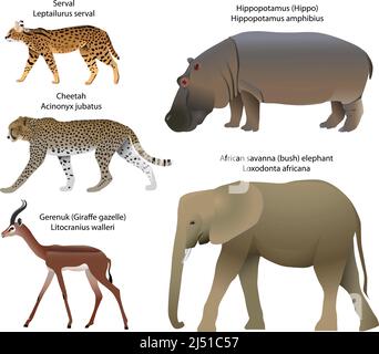 Sammlung von Tieren, die auf dem Gebiet Afrikas leben: serval, Gepard, Gerenuk, Nilpferd, afrikanischer Savannenelefant Stock Vektor