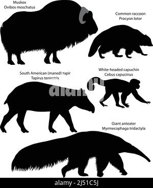Sammlung von Silhouetten von Tieren aus Nord- und Südamerika: Muskox, gemeiner Waschbär, südamerikanischem Tapir, Kapuziner mit weißem Kopf, Riesenanteater Stock Vektor
