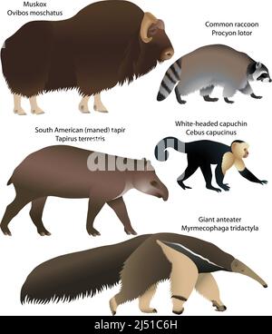 Sammlung von Tieren aus Nord- und Südamerika: Muskox, gemeiner Waschbär, südamerikanischem Tapir, Weißkopfkaputschin, Riesenanteater Stock Vektor