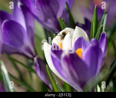 Fotografie einer Biene auf einem Krokus Stockfoto