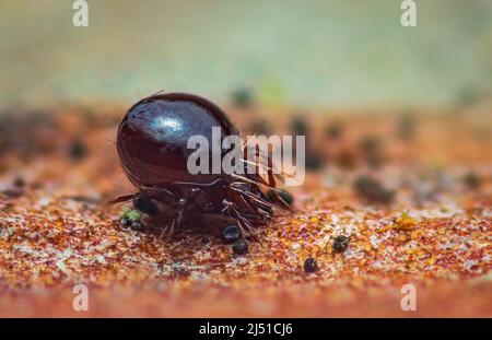 Nahaufnahme von Beetle Mite, auch bekannt als Oribatid Milben Stockfoto