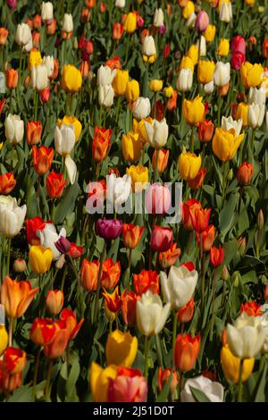 Lila gelb orange weiße Tulpen öffnen sich in der Sonne. Es gibt viele Kontraste zwischen den Blütenblättern der Tulpen, ihren grünen Blättern und der schwarzen Erde. Stockfoto