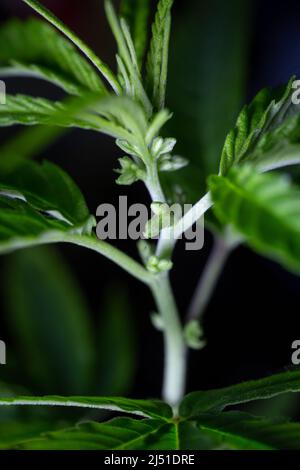 Das Wachstum von männlichem Cannabis in Nahaufnahme. Stockfoto