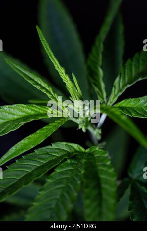 Das Wachstum von männlichem Cannabis in Nahaufnahme. Stockfoto