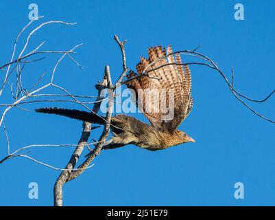 Der Phasant Coucal (Centropus phasianinus) fliegt, Parry's Farm in der Nähe von Wyndham, Western Australia, WA, Australien Stockfoto