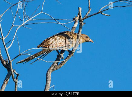 Der an einer Zweigstelle, Parry's Farm in der Nähe von Wyndham, Western Australia, WA, Australien, gelegene Phasianus Coucal (Centropus phasianinus) Stockfoto