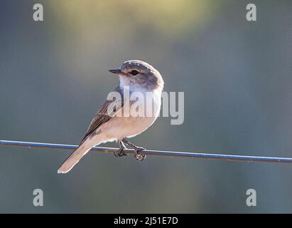 Jacky Winter (Microeca fascinans) auf einem Draht thront Parry's Farm in der Nähe von Wyndham, Western Australia, WA, Australien Stockfoto