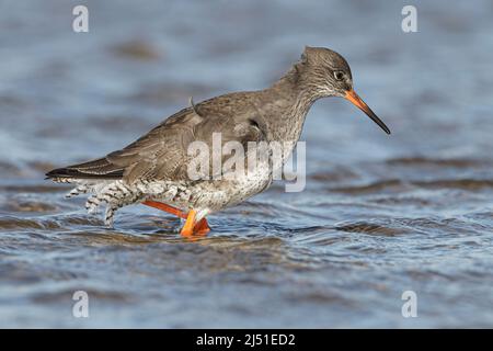 Rotschenkel, Tringa totanus, Wintergefieder für Erwachsene im Küstenbecken. Norfolk, Februar Stockfoto