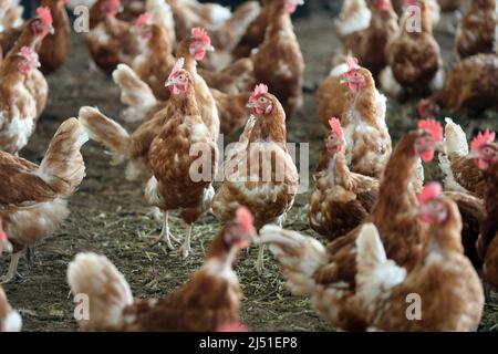 Cattenstedt, Deutschland. 16. März 2022. Am Morgen verlassen die Hühner die Gänge und laufen viel auf dem Gelände. Die Hühnerfarm von Michael Häge, die 2017 erbaut wurde, produziert täglich rund 10.000 Bio-Eier. Dafür werden auf dem acht Hektar großen Gelände in insgesamt zwei Hallen und vier Scheunen 12.000 Hühner untergebracht. Rund 100 Prozent der Eier werden in Sachsen-Anhalt und auch auf dem Bauernhof als regionale Bio-Ware verkauft. Die Nachfrage nach Bio-Eiern steigt jährlich und liegt derzeit in Deutschland bei 12 Prozent. Quelle: Matthias Bein/dpa-Zentralbild/ZB/dpa/Alamy Live News Stockfoto