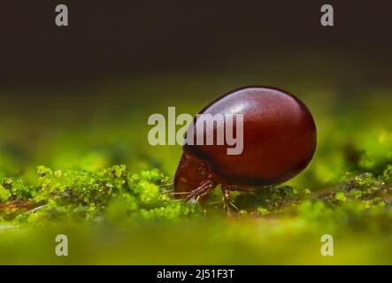 Nahaufnahme von Beetle Mite, auch bekannt als Oribatid Milben Stockfoto