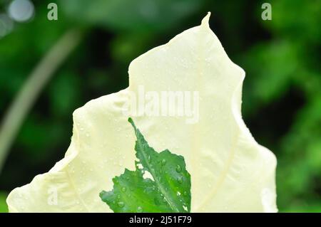 Alocasia, Alocasia macrorrhizos oder Alocasia Pflanze oder bicolor Alocasia oder bicolor Blatt Stockfoto