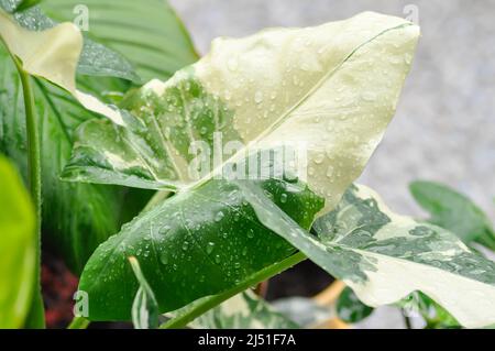 Alocasia, Alocasia macrorrhizos oder Alocasia Pflanze oder bicolor Alocasia oder bicolor Blatt Stockfoto