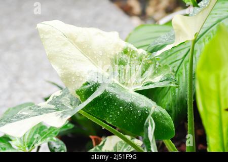 Alocasia, Alocasia macrorrhizos oder Alocasia Pflanze oder bicolor Alocasia oder bicolor Blatt Stockfoto