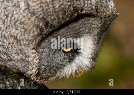 Walter, die große Graue Adlereule beim Hawk Conservancy Stockfoto