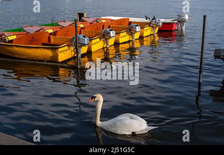 Windsor, Großbritannien. 19.. April 2022. Ein Schwan schwimmt an Motorbooten vorbei, die auf der Themse gemietet werden können. Nach einem heißen und sonnigen Wochenende war es heute Morgen in Windsor kühler. Quelle: Maureen McLean/Alamy Live News Stockfoto