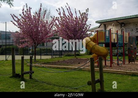 Windsor, Großbritannien. 19.. April 2022. Kirschbaumblüte im Gelände des Windsor Leisure Centre. Nach einem heißen und sonnigen Wochenende war es heute Morgen in Windsor kühler. Quelle: Maureen McLean/Alamy Live News Stockfoto