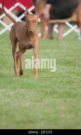 Pharaoh Hound geht auf dem Grasfeld in Richtung Kamera Stockfoto