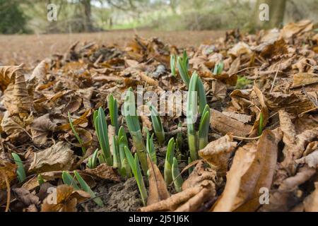 Wilde Narzissen (Narcissus pseudonarcissus), auch bekannt als die Fastenlilie, wachsen in einem Naturschutzgebiet in der Landschaft von Herefordshire, Großbritannien. Februar 2022 Stockfoto